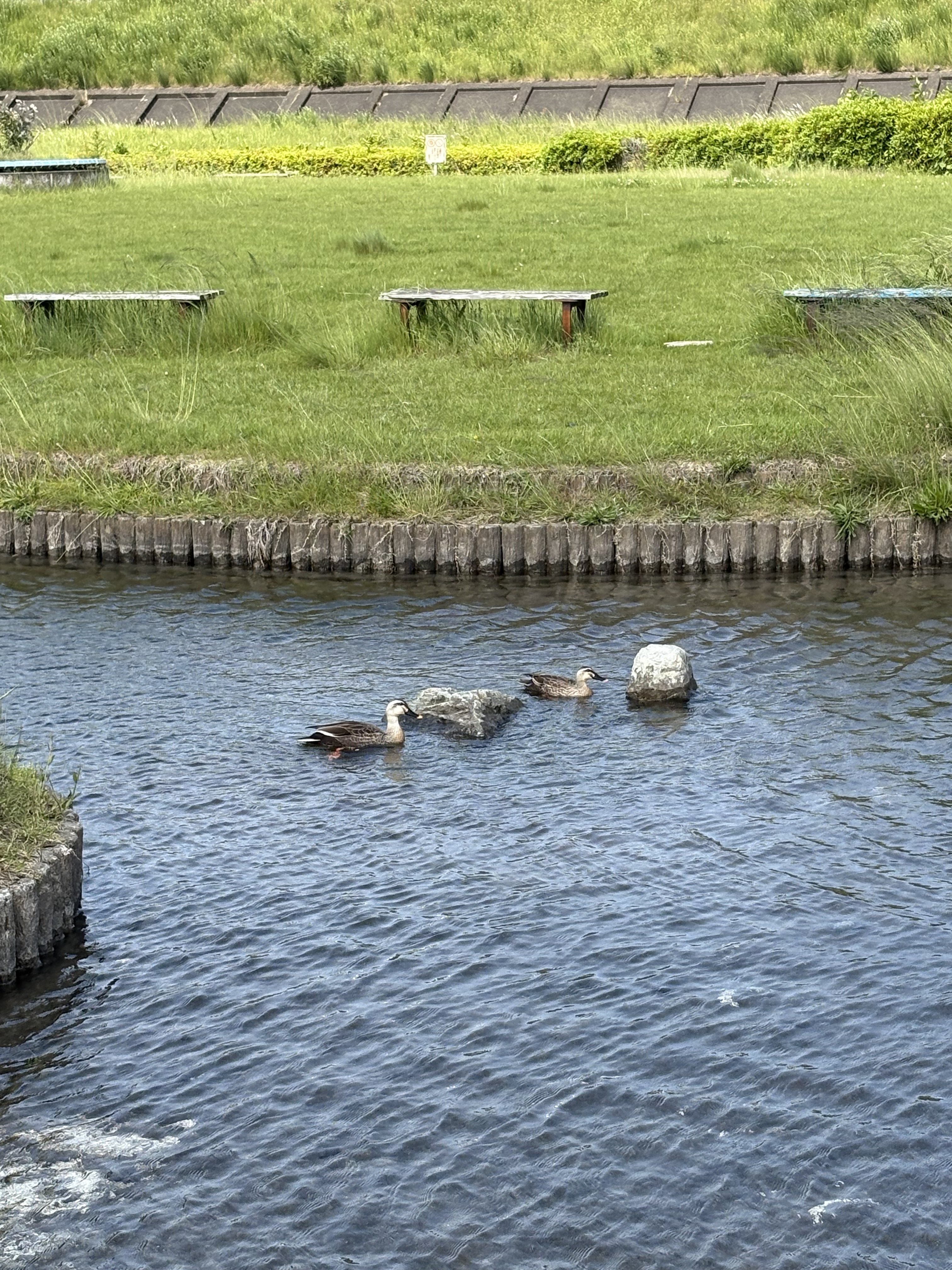 IMG_6372.jpeg